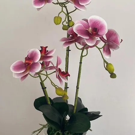 게스트하우스 L'orchidea 벤티밀리아